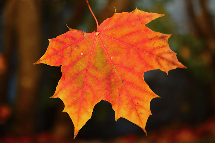 feuille du parc de loisirs de Cergy-Pontois