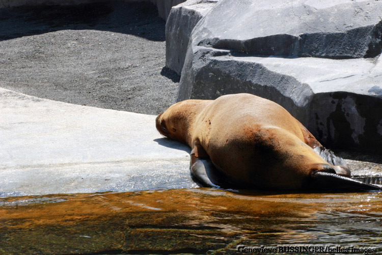 Otarie au Soleil  Zoo de Vincennes