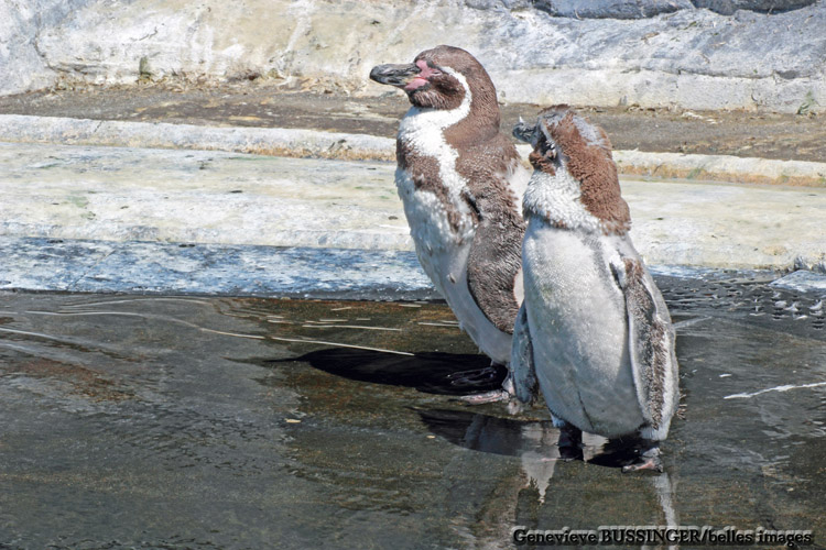 Couples  de Manchots Zoo de Vincennes