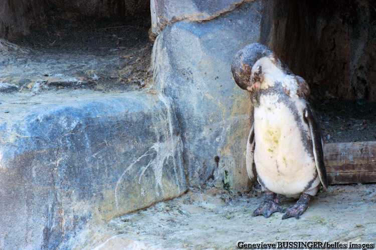 Manchot qui Fait la Sieste Zoo de Vincennes