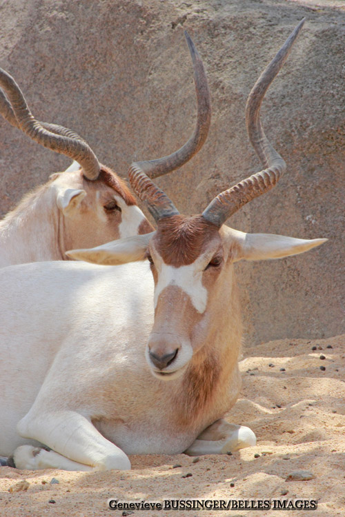 Oryx Algazelle Zoo de Vincennes