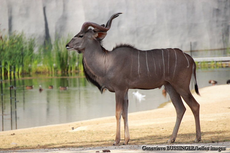 Grand Coudou-l  Mnagerie Jardin des Plantes