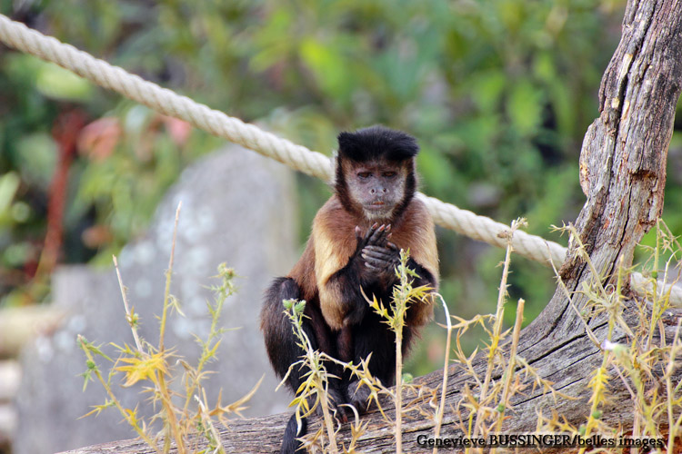 Singes de la Mnagerie du Jardin des Plantes