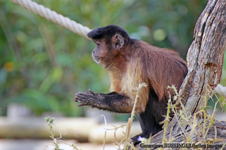 Singe de la Mnagerie Jardin des Plantes