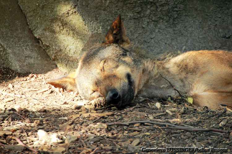 Loup d ' Europe au Jardin des Plantes