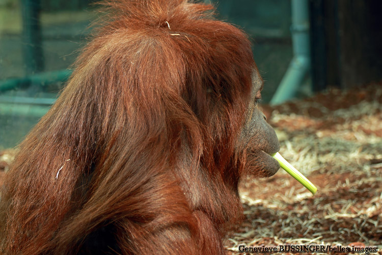 Profile  Du Orangs-Outans   du  Jardin des Plantes