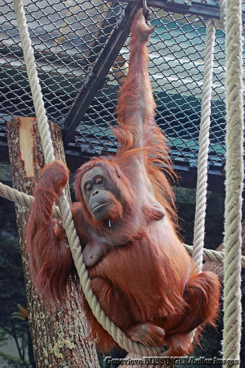 Orangs-Outans-de la Mnagerie Jardin des Plantes