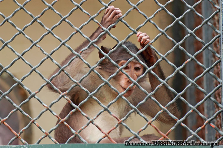 Petit Singe de a la Mnagerie du Jardin des Plantes