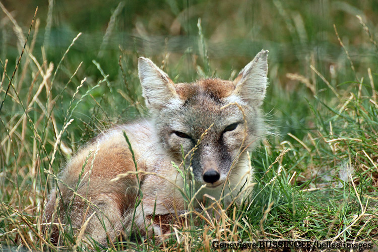 Renard de la Mnagerie du Jardin des Plantes