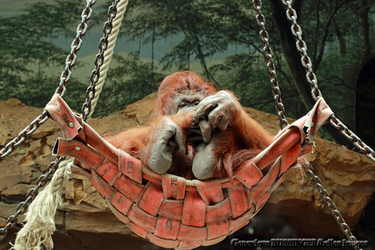 Orangs-Outans-de la Mnagerie Jardin des Plantes