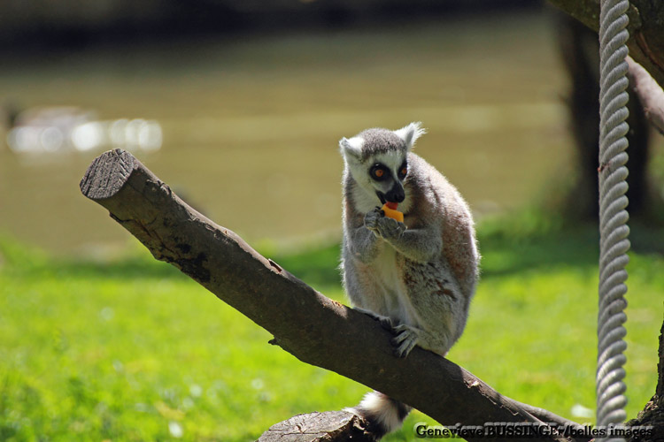 Lmurien-Zoo de Beauval