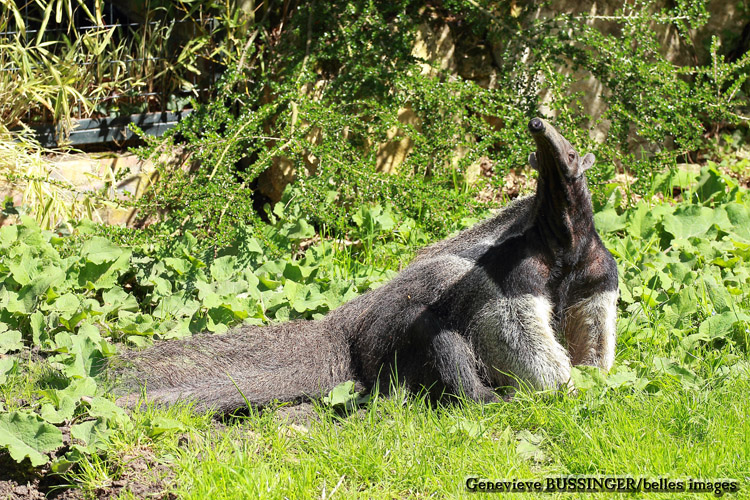 Fourmilier Geant-Zoo de Beauval