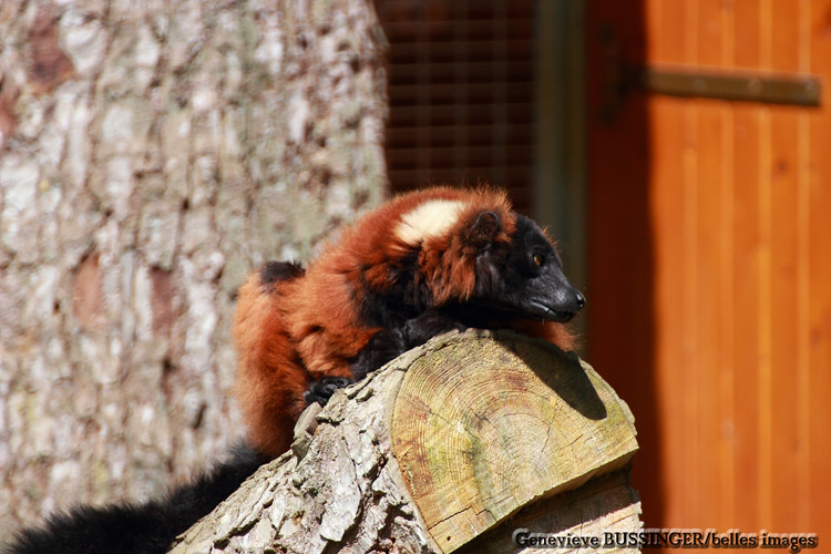 Tu M'a L'air Bien Pensif Le Maki Vari Roux-Zoo de Beauval