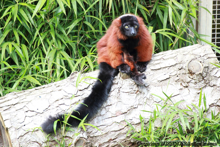 Maki Vari Roux- Zoo de Beauval