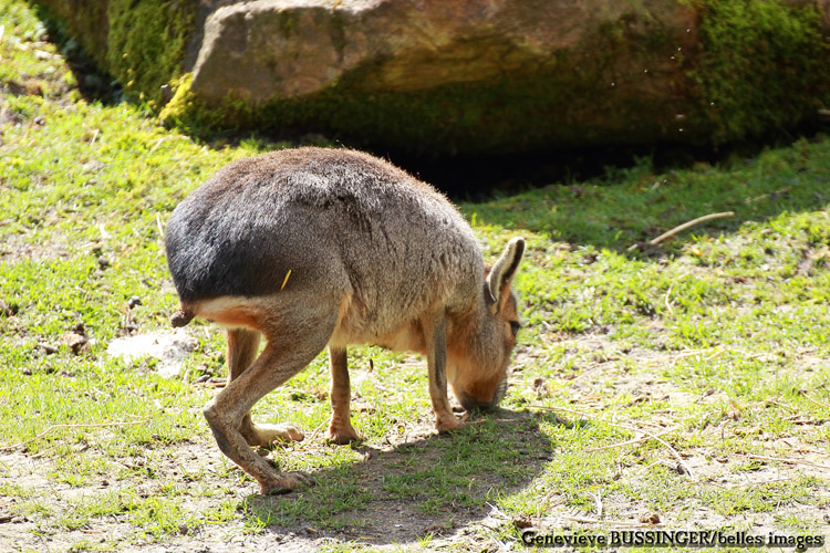 MARA,Livre de Patagonie-Livre des Pampas-Zoo de Beauval