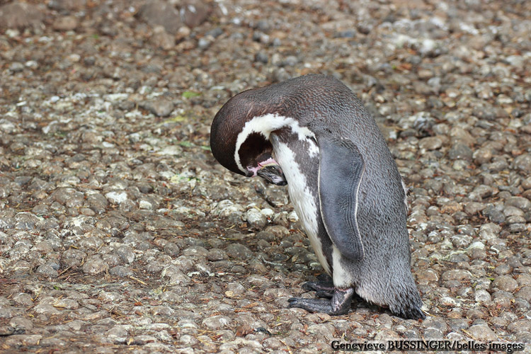 Le Manchot fait la sieste/Fous-moi La Paix Je Dors-Zoo de Beauval