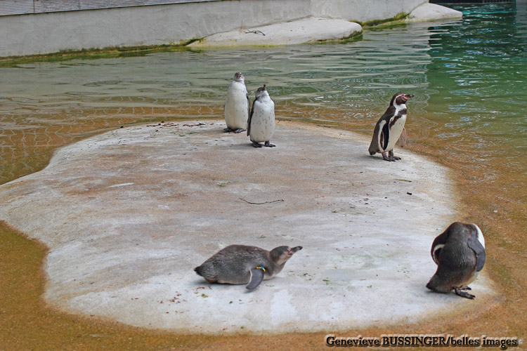 Bain de Soleil de Quelque Manchots-Zoo de Beauval