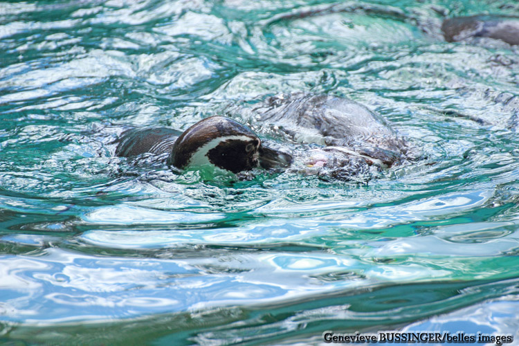 Les Deux Manchot Font Mumuse Dans L'eau-Zoo de Beauval