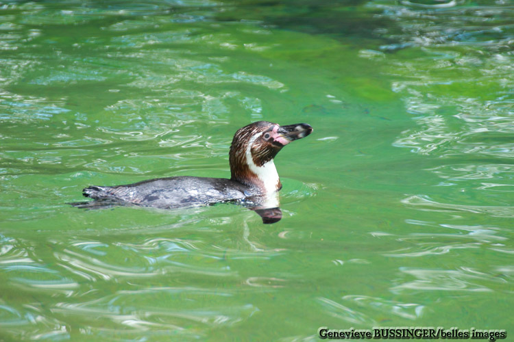 Manchot se Baigne -Zoo de Beauval