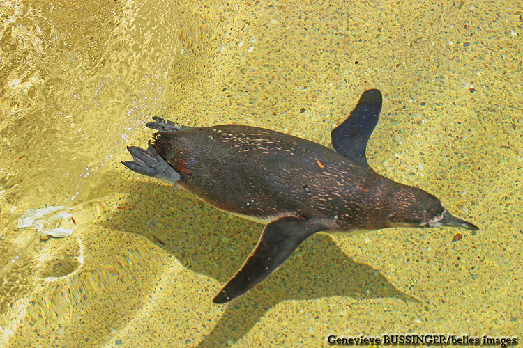 Manchot a la Baignade - Zoo de Beauval