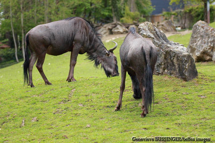 Buffles Zoo de Beauval