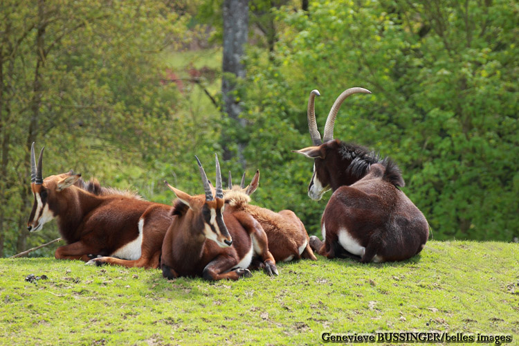 Groupes de  Hippotragus Niger-Zoo de Beauval