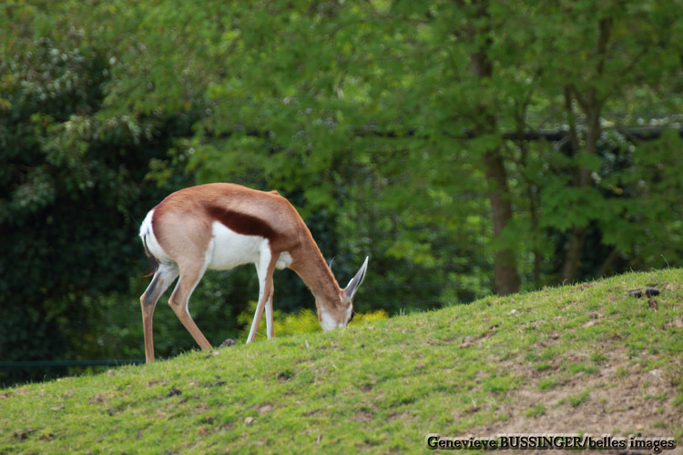 Gazelles des Montagnes Zoo de Beauval