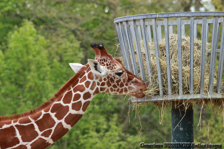 Bonne Apptit la Girafe Zoo de Beauval