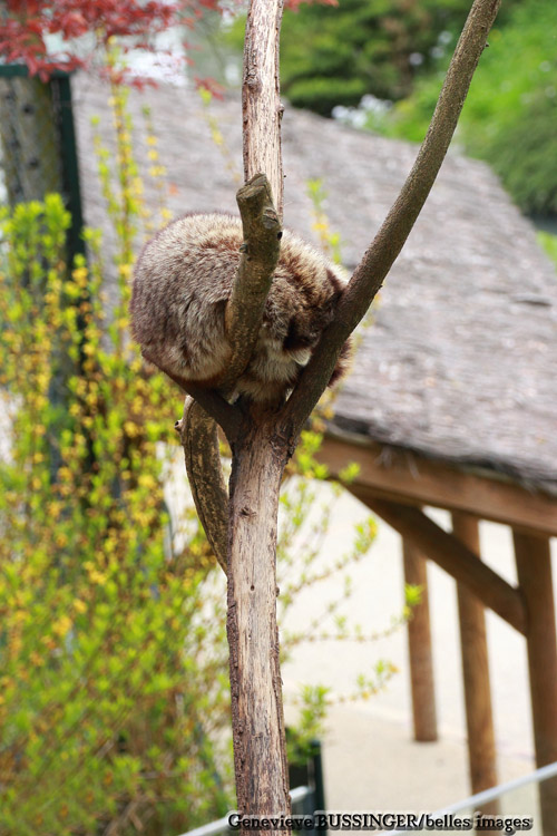 Coucou je Suis Percher Zoo de Beauval