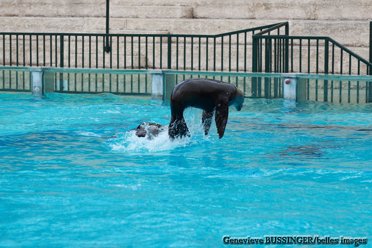 Otarie Zoo de Beauval