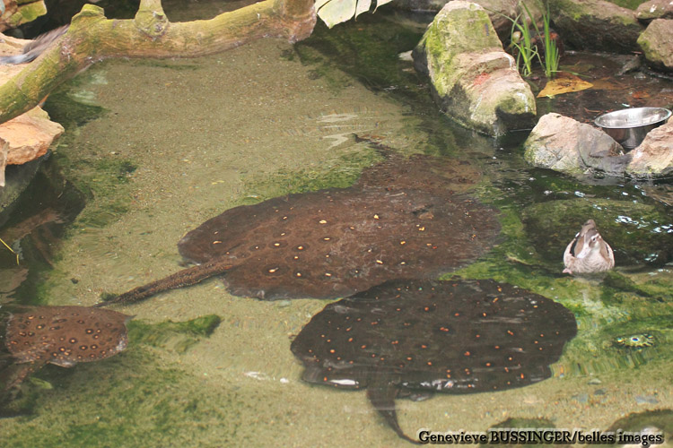 Raie D'eau Douce Zoo de Beauval