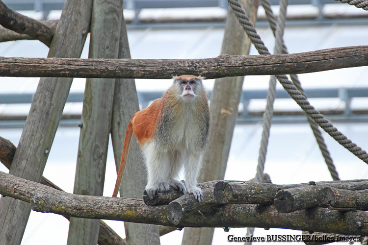 Singe Patas du Zoo de Beauval