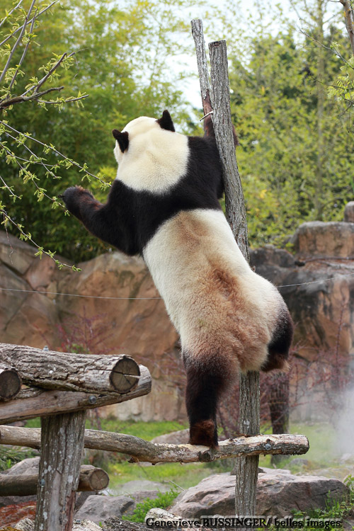 Panda Gant du Zoo de Beauval