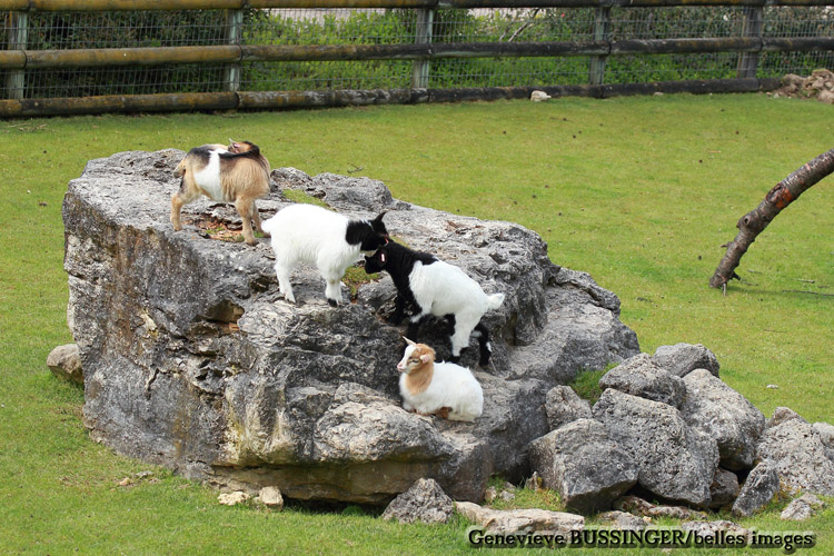 Petites Biquettes du Zoo de Beauval