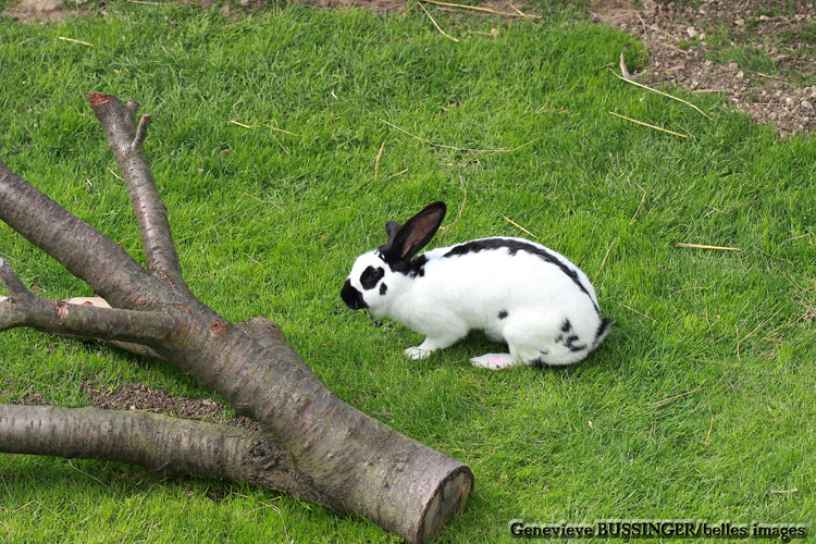 Lapin Geants du Zoo de Beauval