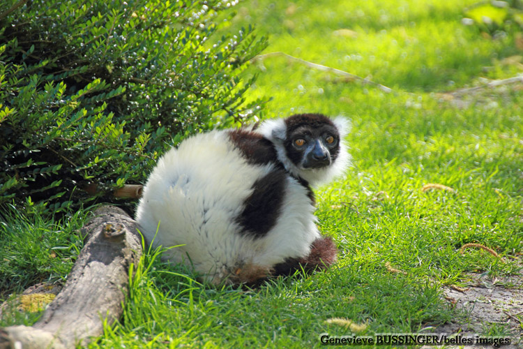 Maki Vari Noir et Blanc  Zoo de Beauval