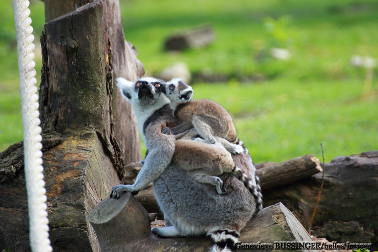 Lmurien et Leurs Petits du Zoo de Beauval