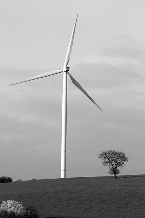 0113 Eolienne et l'arbre