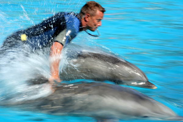 des dauphins et un homme