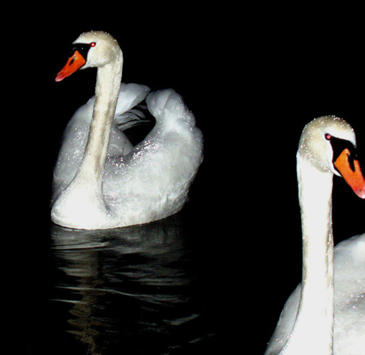 des cygnes la nuit