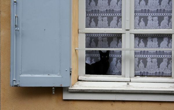 Le chat noir et les chats blancs