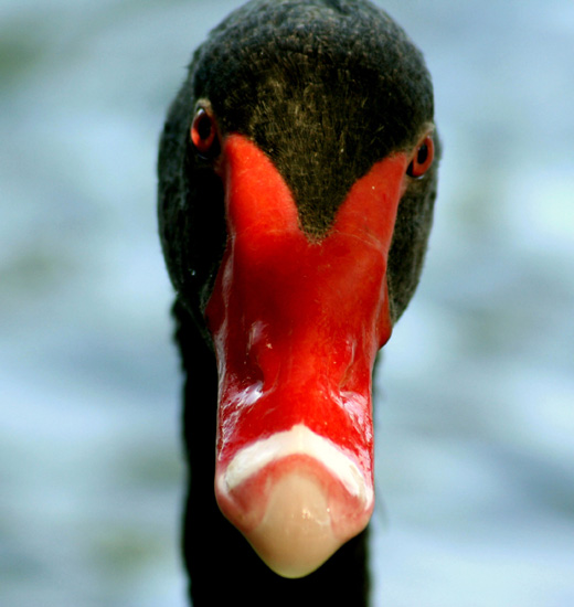 le cygne noir